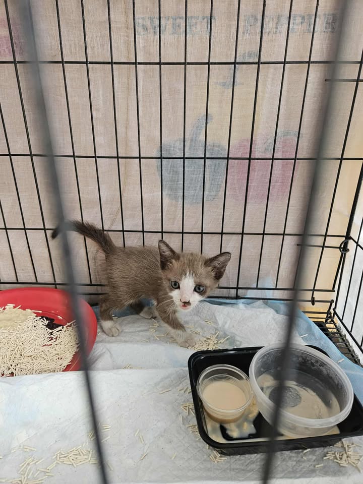 CatsterClub's tweet photo. 🏡 หาบ้านให้น้องแมว 🏡
- น้องเป็นแมวจร ไม่ทราบสายพันธุ์
- คาดว่าเป็นเพ��เมีย
- อายุน่าจะ 1-2 เดือน
- พิกัด: หมู่บ้านเพชรเกษม 3 (ซอยเพชรเกษม 94)
- เจอน้องที่พุ่มไม้ในสวนในหมู่บ้าน น้องร้องตั้งแต่ตี 5 คุณแม่เลยหยิบมาดูแลที่บ้าน หาแม่แมวไม่เจอ
- อยากได้คนรับเลี้ยงน้องในระบบปิด
- ติดต่อ messenger facebook: https://t.co/xom74U0dSt
ใครสนใจรับดูแลติดต่อหาเจ้าของได้เลยนะคะ หรือ ช่วยกันรีกระจายข่าวก็ได้ค่ะ มาช่วยกันหาบ้านอันอบอุ่นให้น้องกันนะคะ