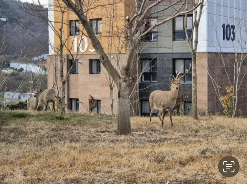 전남 순천에 있는 산에서 사슴들이 내려와 근처 아파트단지에 터잡아 버림
현재까지 사슴으로 인한 사고는 없었으나 불안해하는 주민들과 같이 살자는 주민들로 의견이 둘로 갈림