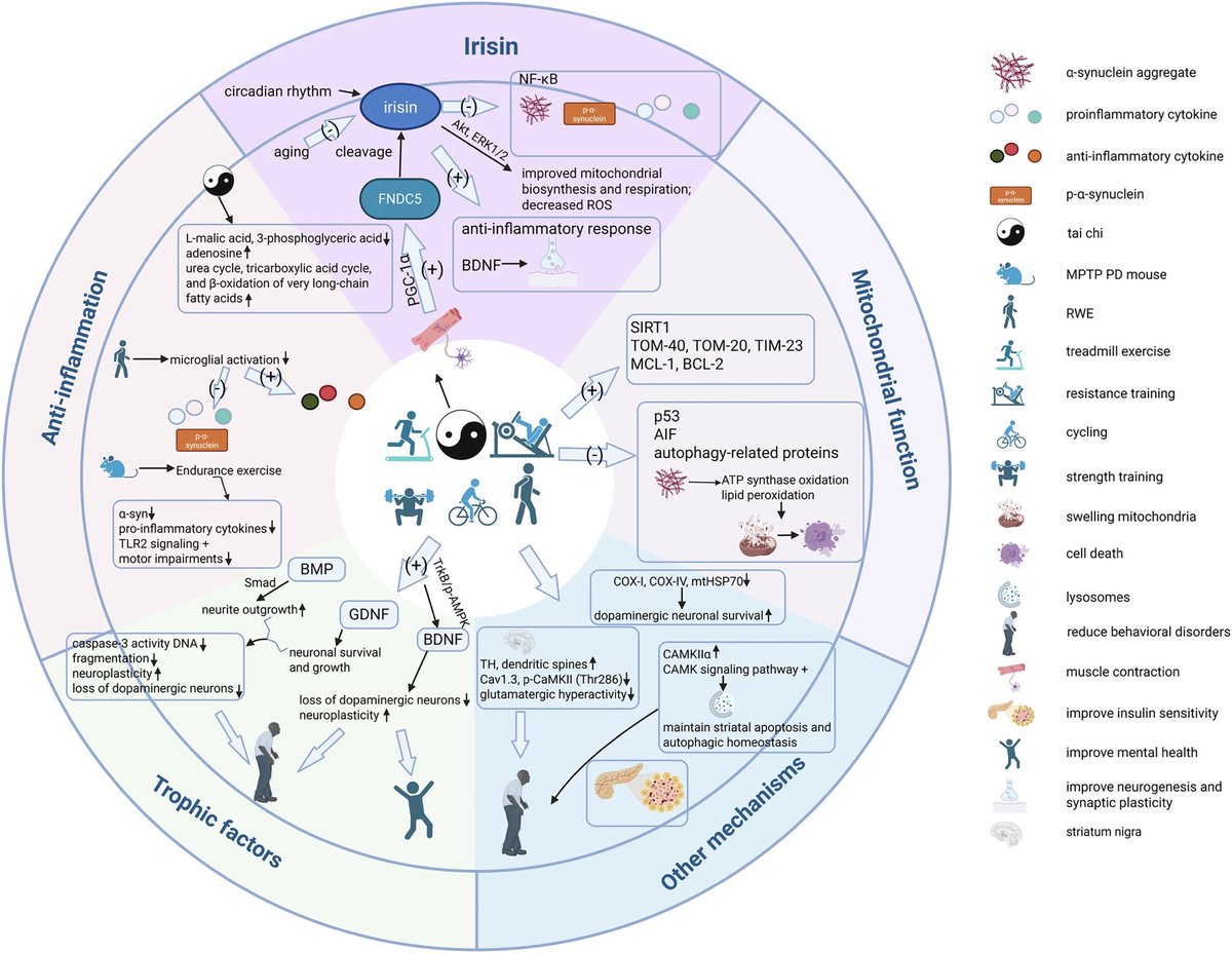 New perspectives on molecular mechanisms underlying exercise-induced benefits in Parkinson’s disease
nature.com/articles/s4153…