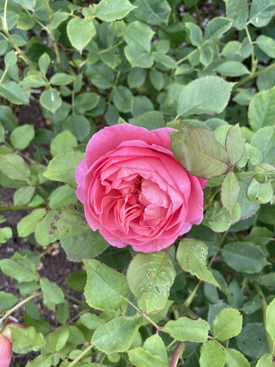 Nikki Jones #FBPE tweet media