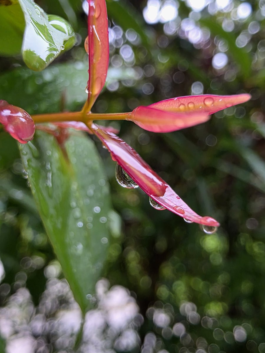 Auto Macro vs Expert RAW Macro on Galaxy S25 Ultra 📸

Auto Macro:
👉 Switches to UW f/1.9 13mm for close focus then Cropped to 1x (~21mm) at 12MP to reduce distortion

Expert RAW Macro:
👉 Same 1x (~21mm) but at 20MP
👉 Or push closer at 2x (~43mm) 12MP without losing focus