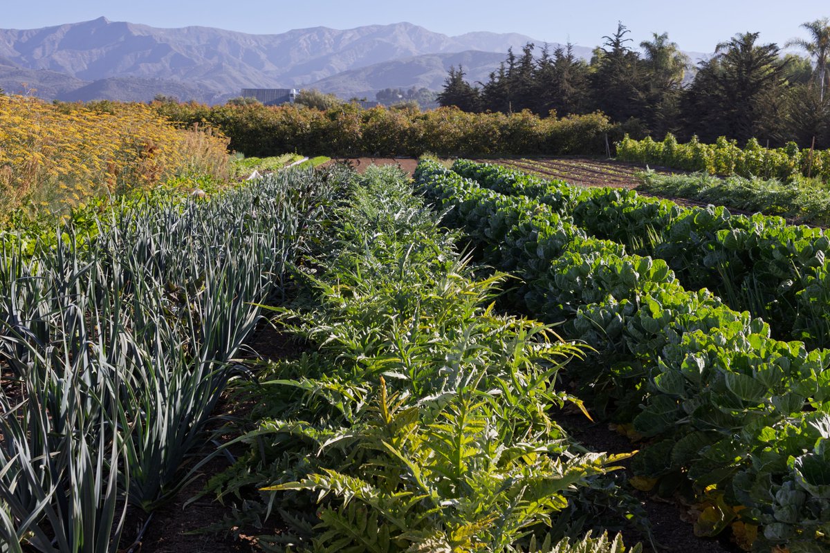 ARTICHOKES, brussel sprouts, leeks, eggplants, beans, lettuce, squash, cucumbers