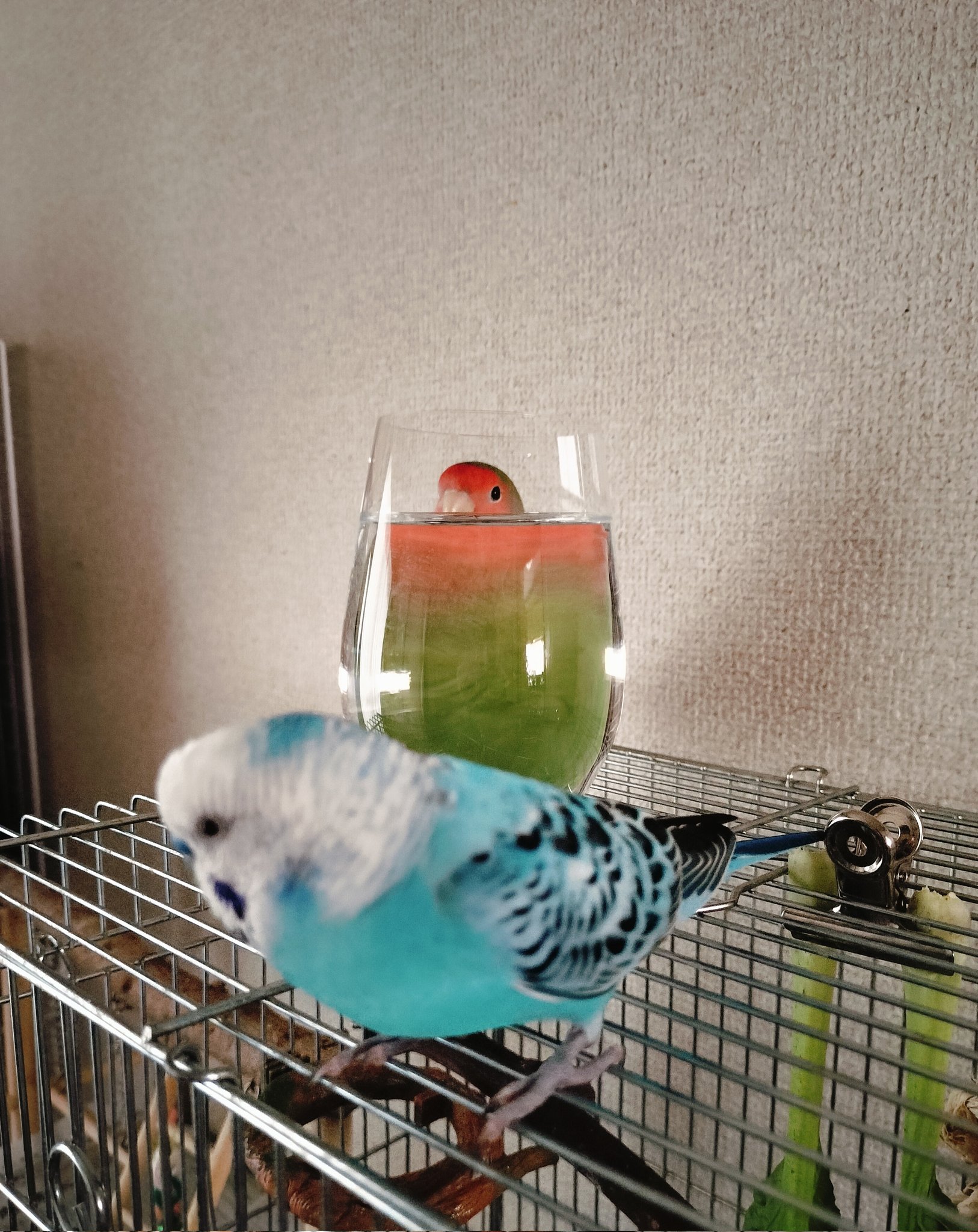 コザクラインコ　剥製 お取り寄せ商品】小鳥の遊び場 フォージングボール MLP-131