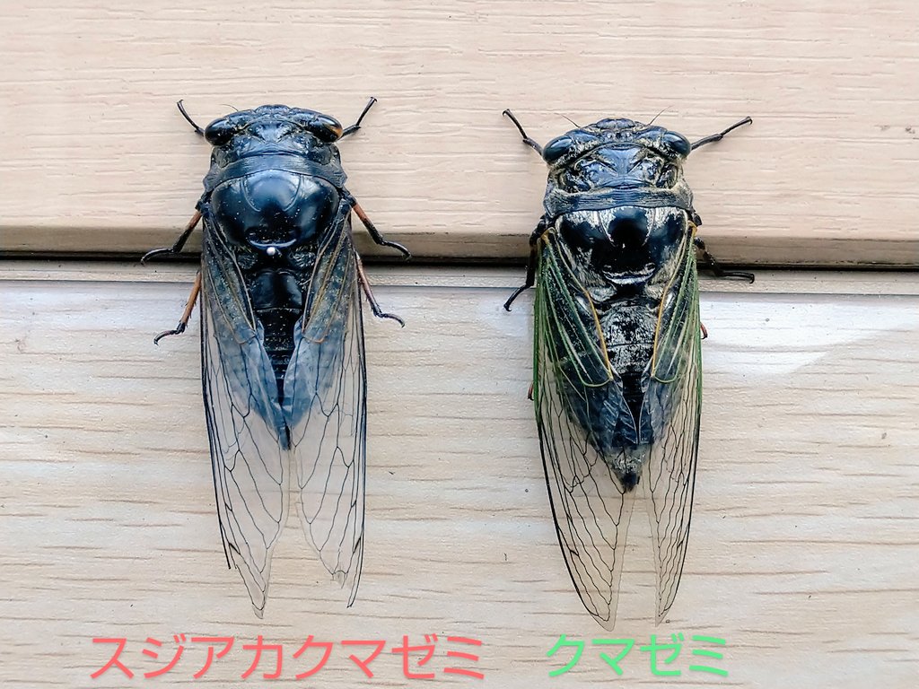 kuwa-yanagawa on X: 