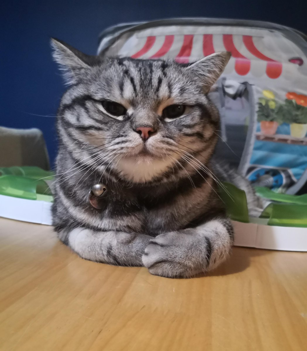 The Office Manager [by AThousandButterflies]
  
 #curiousCat #adorable