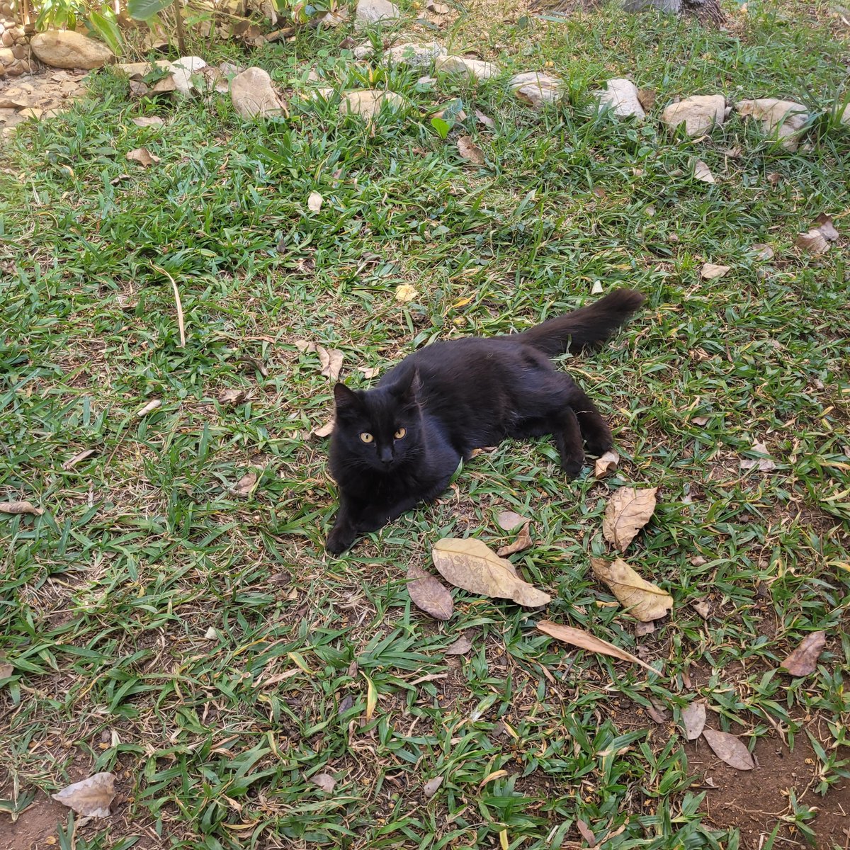 Black and green [by DonDracula78]
  
 #kitty #omg