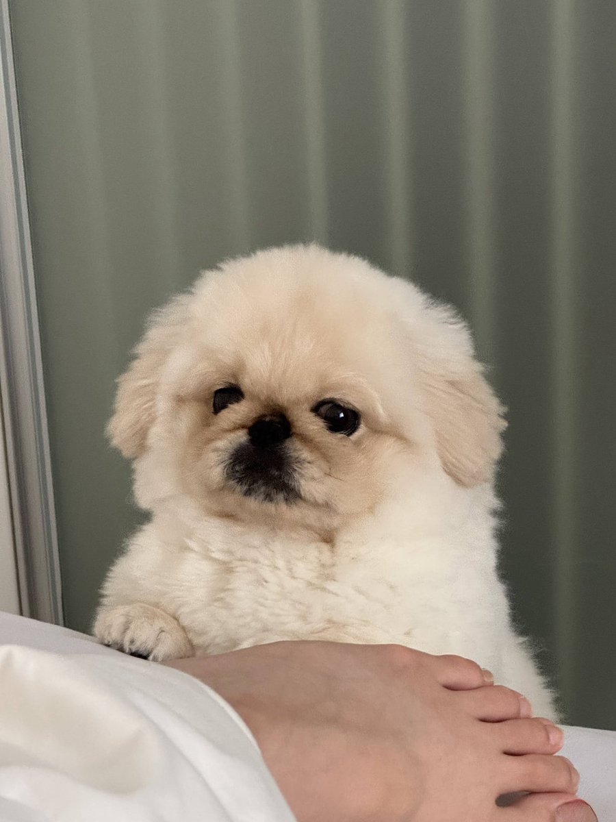 こまちよ。 (@notneko_chiyo) / X