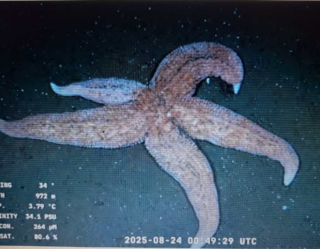 Para sorpresa de nadie nuestra estrella no es culona y si te fijás bien tiene un dejo de bolchetristeza porque justo cuando la agarraron estaba escuchando un cassette con la vuelta de Zitarrosa en el Estadio Centenario