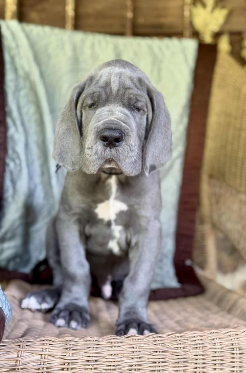 EasternTurfS's tweet photo. Luna is getting a brother in September. Duke is 6 weeks old https://t.co/rzcZURD5zR