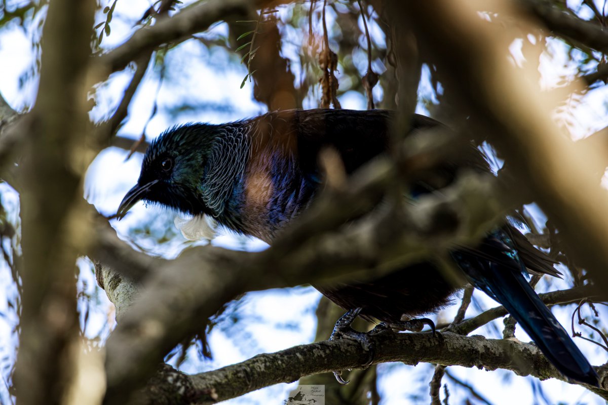 HardingGruff's tweet photo. Birds #photography #nzwildlife #backyardphotography #PhotographyLovers https://t.co/ko69xQTYC5