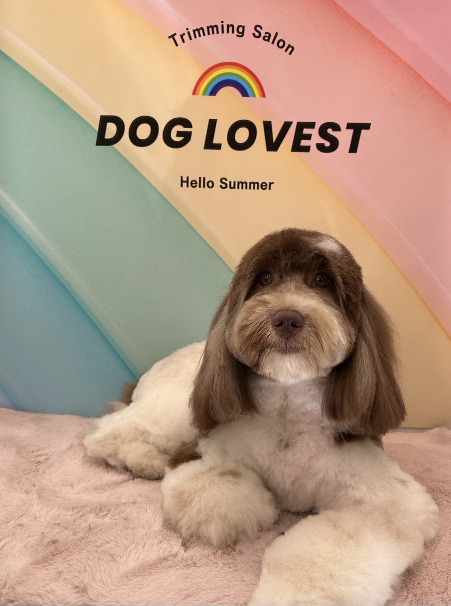 the_cavapoo's tweet photo. モカさんトリミング✂
 #オーストラリアンラブラドゥードル  #トリミングday https://t.co/7U9pgsfgw6