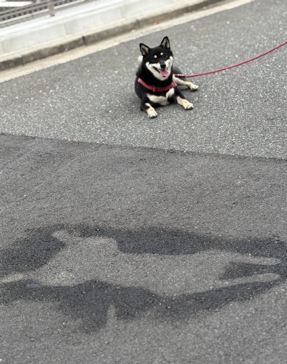 👀あっ！拓だ‼️😆
 #朝散歩でミスト🚿☀️🌱
 #気持ちいいワンよ～🐕 ͗ ͗