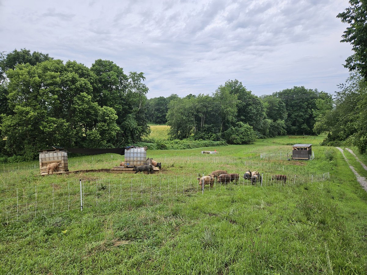 ForrestLang78's tweet image. Only downside to raising #PasturedPork is the hog craters that they dig to stay cool! Far less severe than in years past thanks to mounting the waterer and feeder on skids now! 

Big thanks @GGunthorp for that idea!