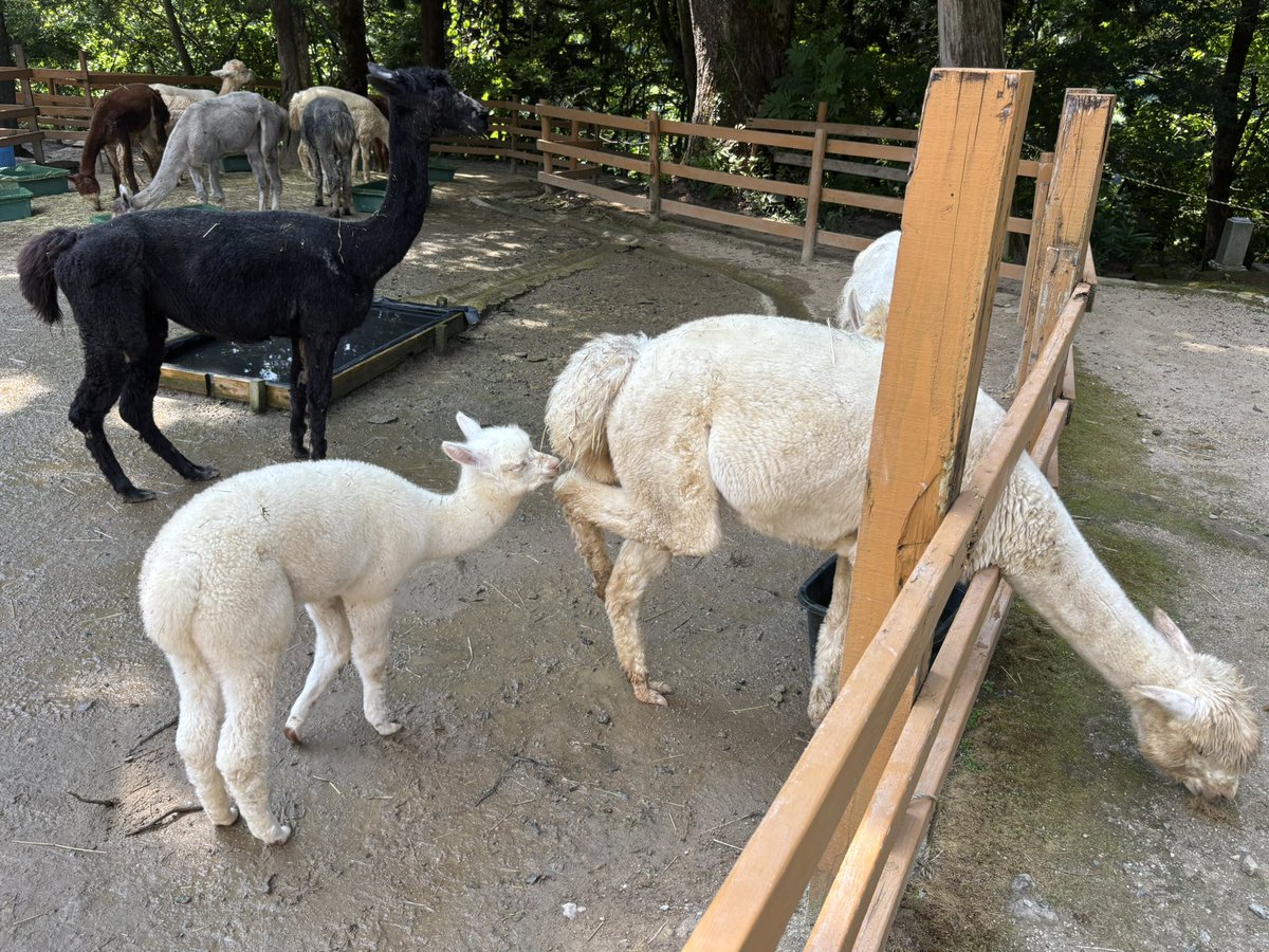 山古志アルパカ牧場（長岡市）
最高です...何も言うことはありません🦙🦙🦙