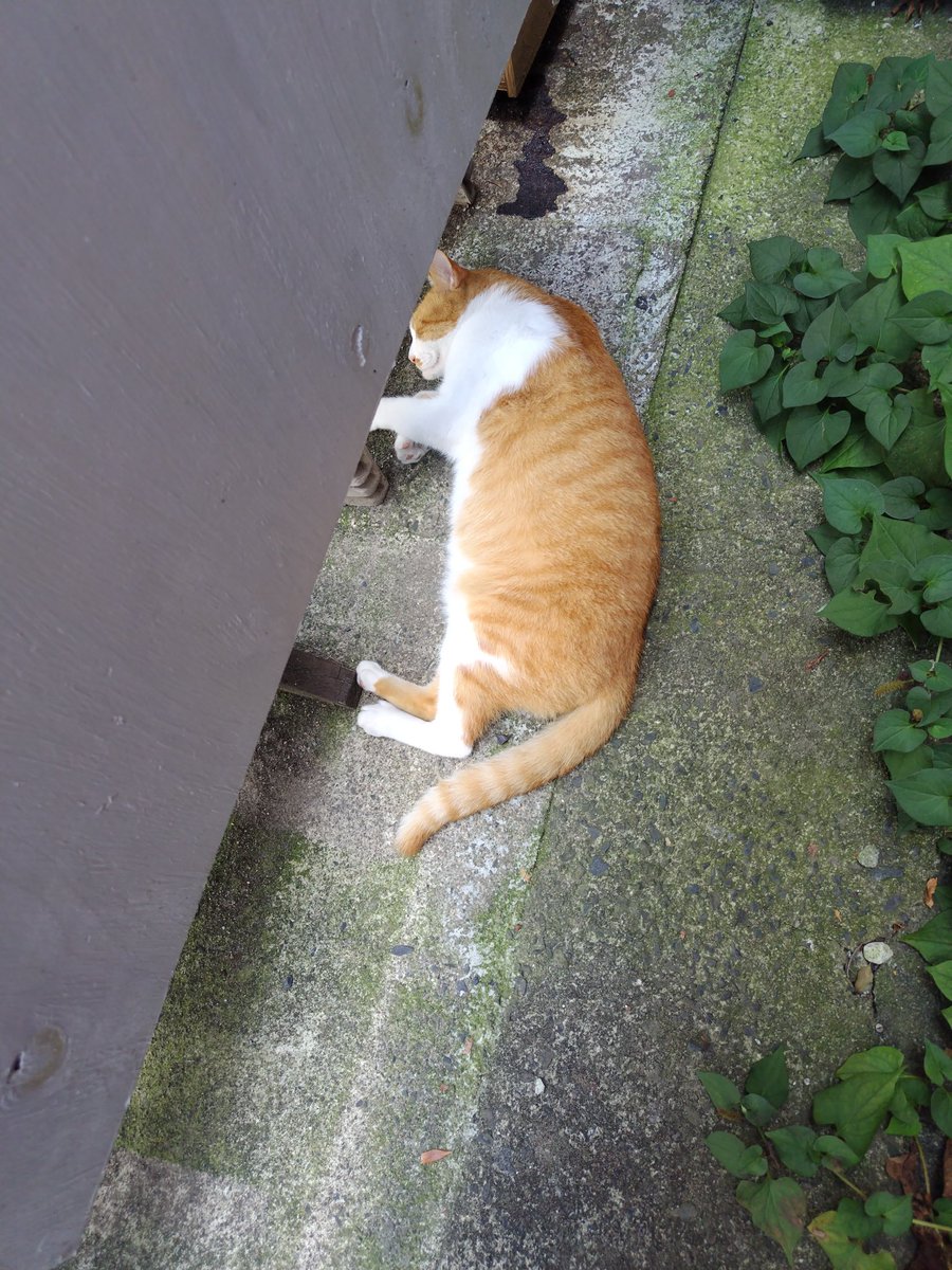 antipfizer's tweet photo. 佐野の地域猫と触れ合った https://t.co/lKaE1WRPrK