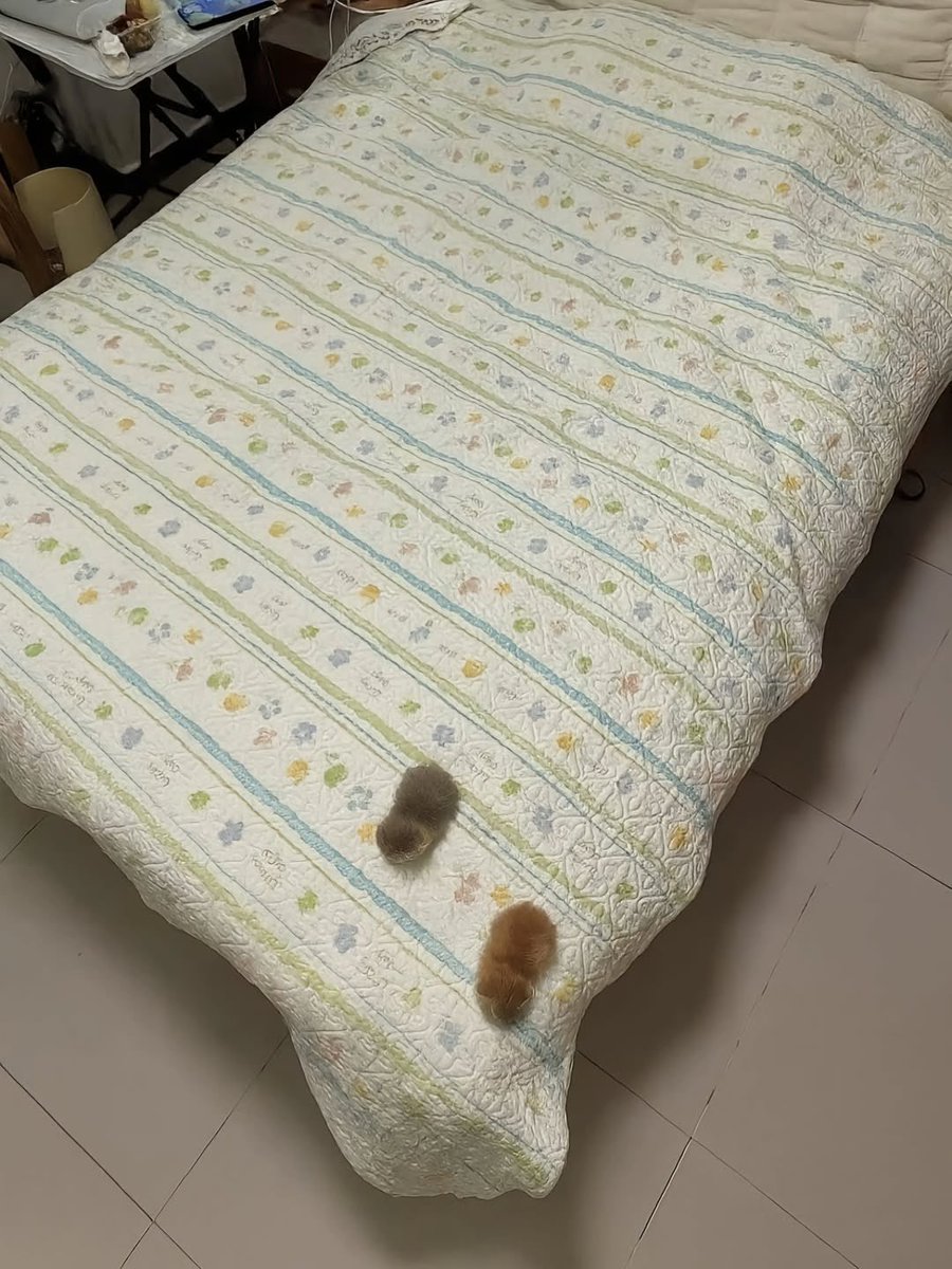 Smol …