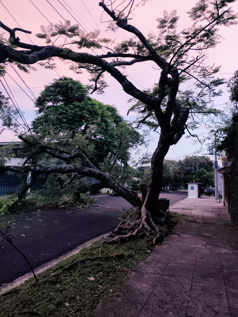 CarmenMaria_06's tweet photo. @alcaldia_ss @PatronatoCBES Buenas noches hay un árbol partido por la mitad en la 101 Avenida Norte Colonia Escalón está detenido por los cables por favor vengan a quitarlo https://t.co/jbjTIaAetq
