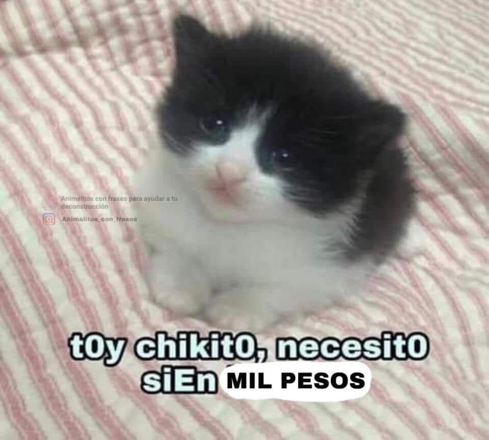 Animalesaprieto's tweet photo. https://t.co/PS1o6kCvK2