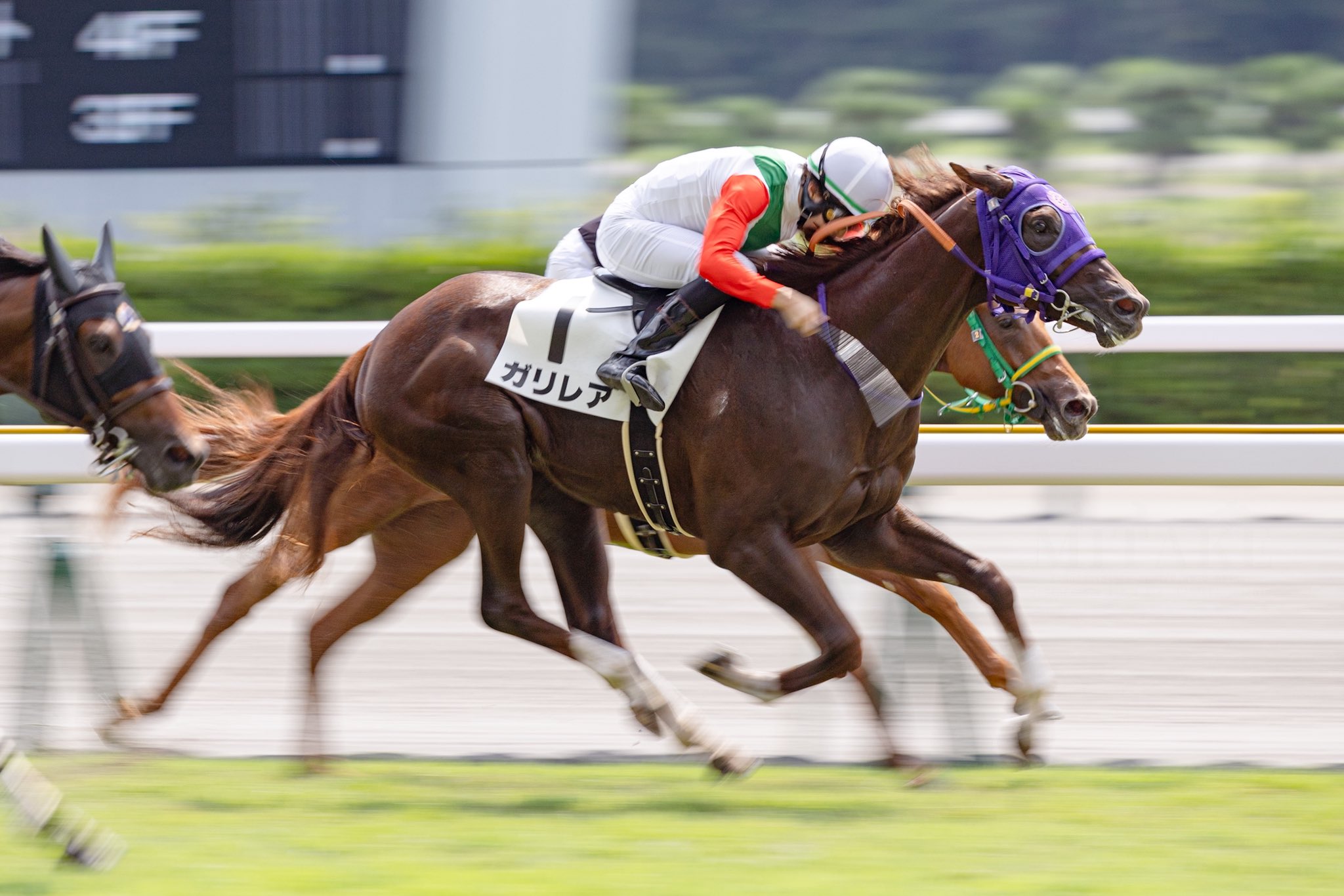 ⭐︎虎馬⭐︎ Triumph x Alpinestars® Toucan GORE-TEX® Boots | Motorcycle