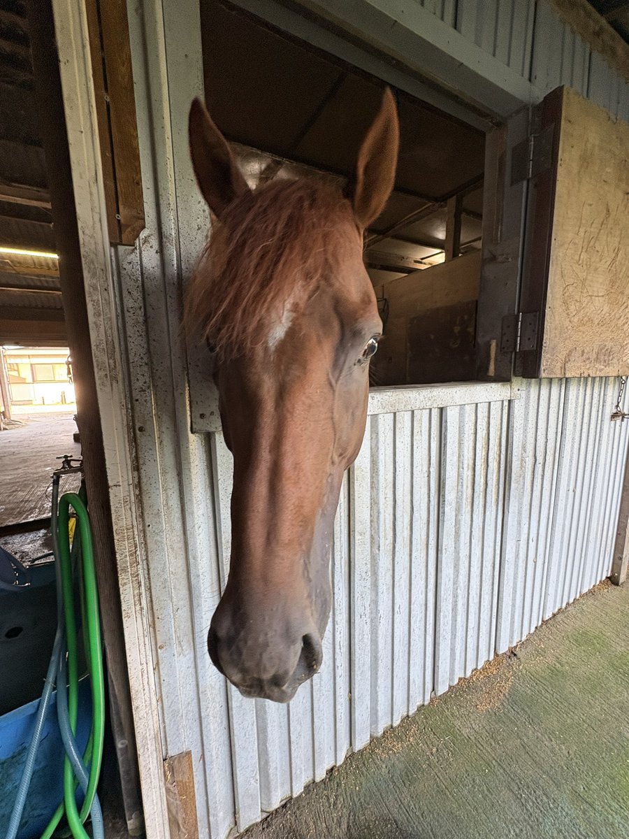 人間の動きを見ています👀飼葉桶を持つと大きい声でヒヒィーン　皆に知らせてくれます　来週金沢に帰厩です！
#アナザーヴィータ