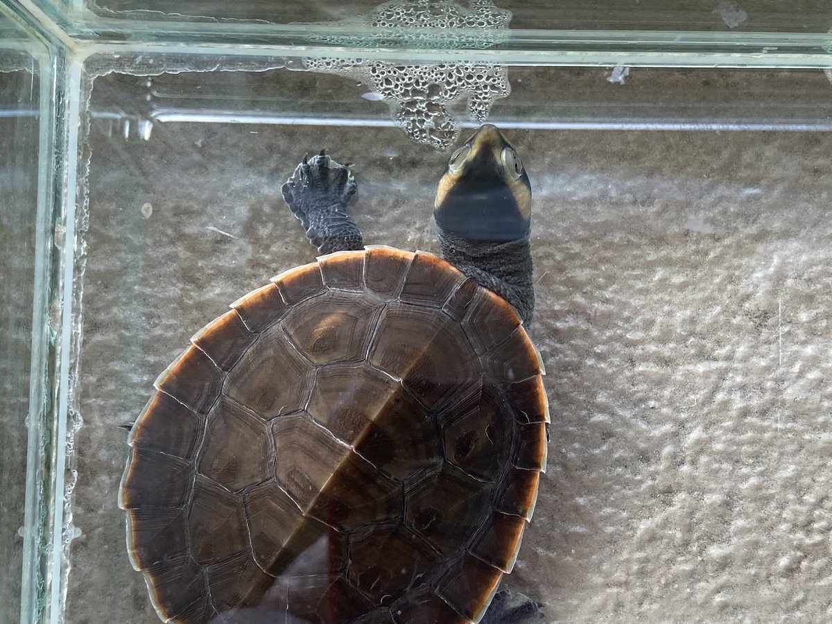 RCgVGTAjkRf6bQT's tweet image. レフちゃん🐢
水替え中！
チビがいないから、父ちゃんの仕事…
相変わらず元気だけど、
大きくならない😅

#アカハラニシキマゲクビガメ
#ファインレプタイルズ