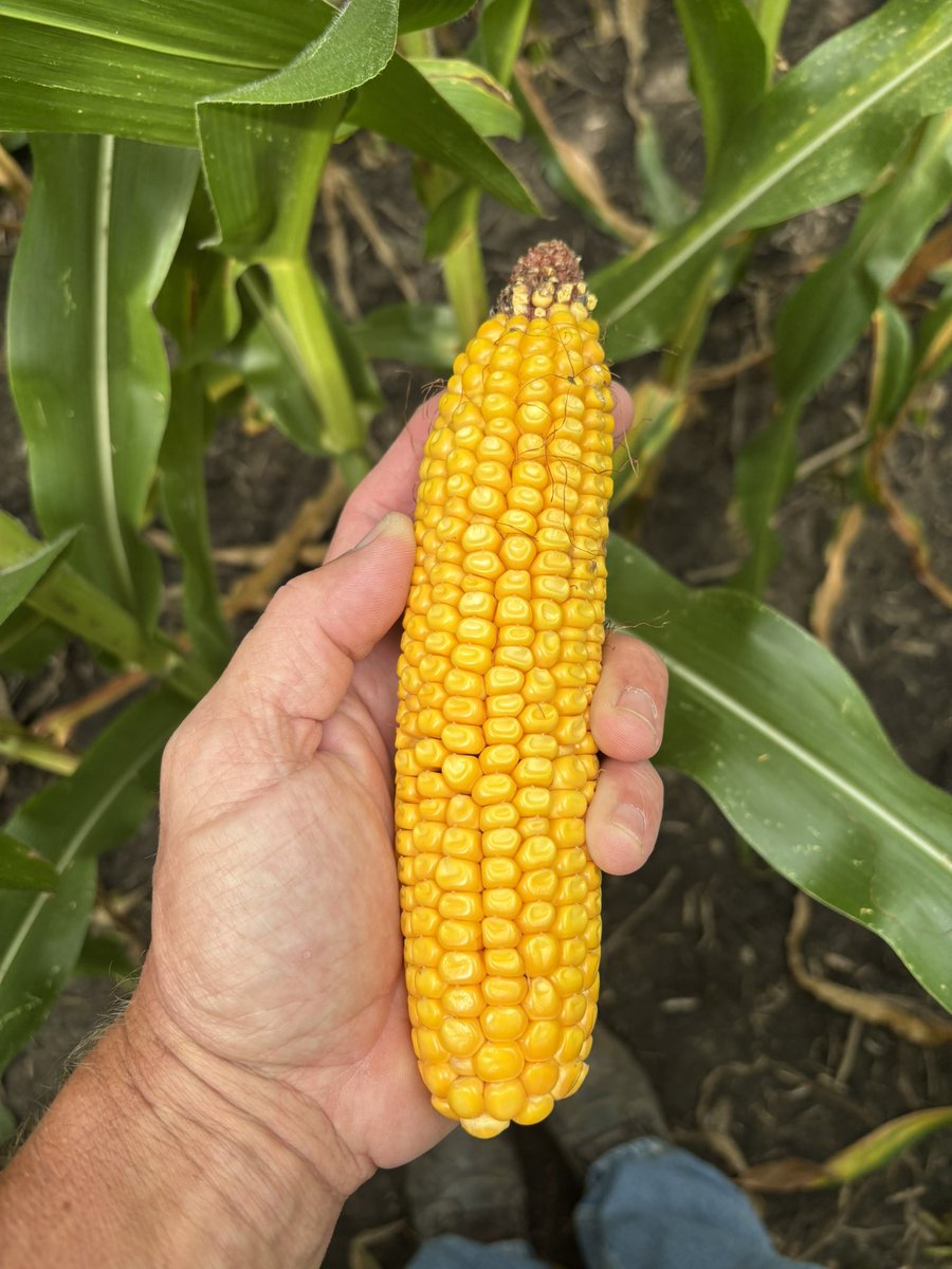 Guess I better start working on the combine and its attachments.