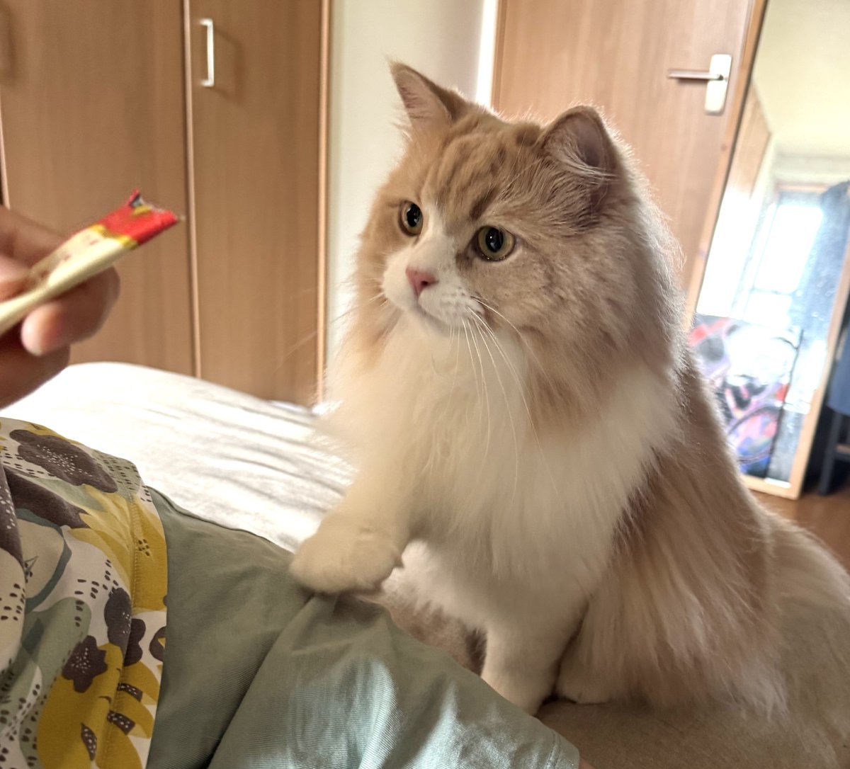 ロカくん、おはよー！
同居生活540日。

自分から絶対に膝乗りしてこないロカくんが飼い主のお膝に前脚をのせる理由…笑

#サイベリアン
#猫のいる暮らし
#ねこ好きさんと繋がりたい
