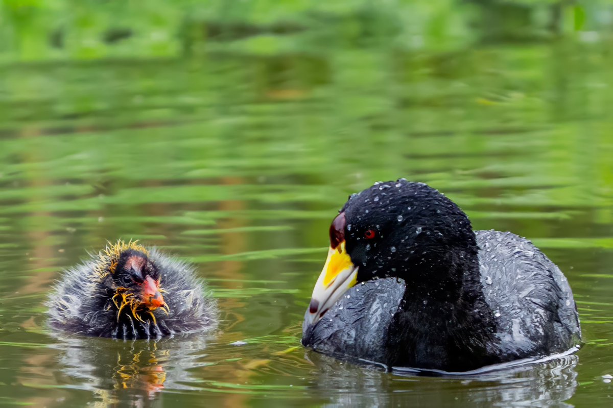 Aniket π³οΈβππ³οΈββ§οΈ(he/him) (@mitogfp) on Twitter photo American (South) Coot and chick at Parque la Florida, Colombia #BirdsSeenIn2025 #birdphotography #birdcpp #birdsofcolombia #BirdsOfTwitter #bird <a href="/inaturalist/">iNaturalist</a> #naturalistjourneys American (South) Coot and chick at Parque la Florida, Colombia #BirdsSeenIn2025 #birdphotography #birdcpp #birdsofcolombia #BirdsOfTwitter #bird <a href="/inaturalist/">iNaturalist</a> #naturalistjourneys
