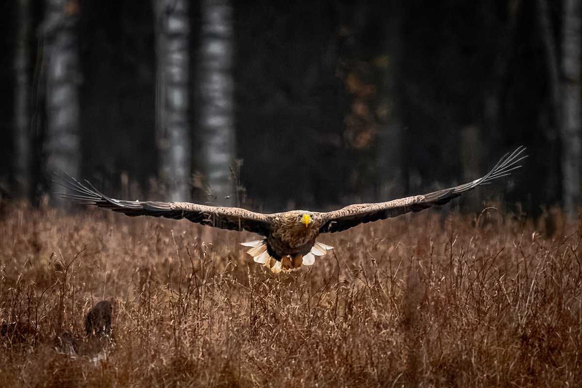 White-tailed Eagle approaching at speed.