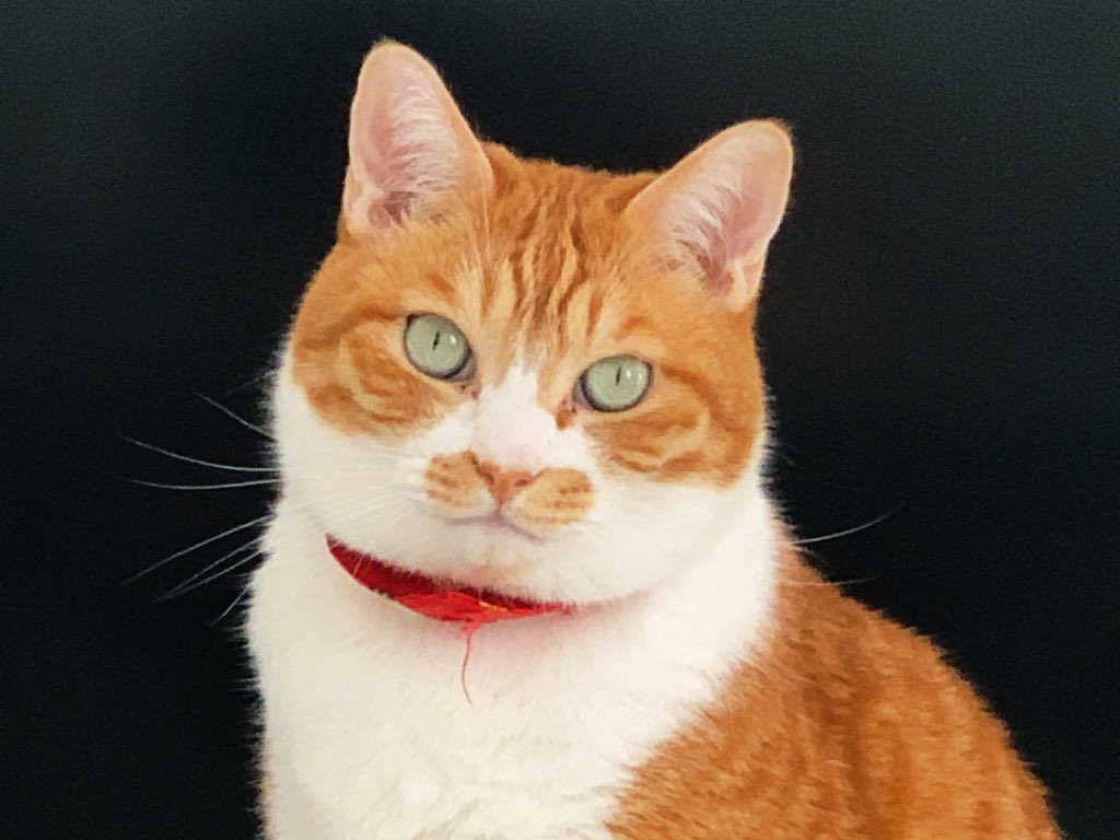 顔が丸すぎるだろ(かわいいね)