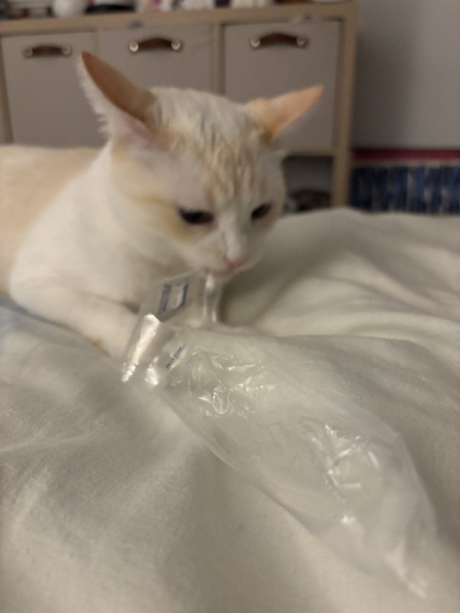 cassiebirb's tweet image. Gift from mother. string cheese wrapper