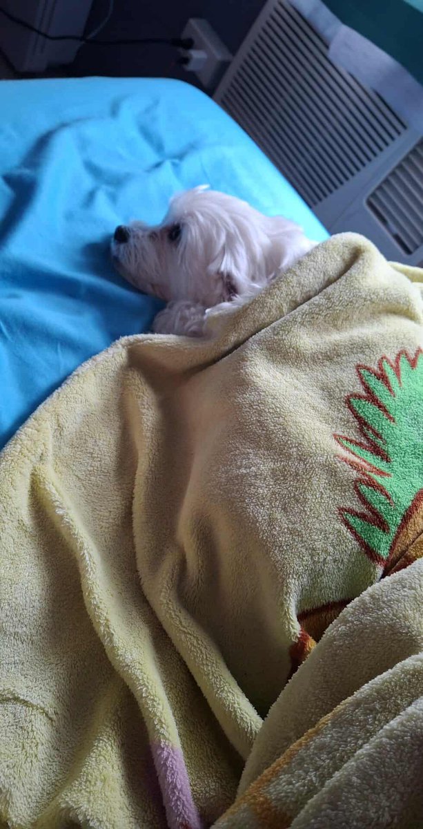 Spending the weekend snoozing 💤