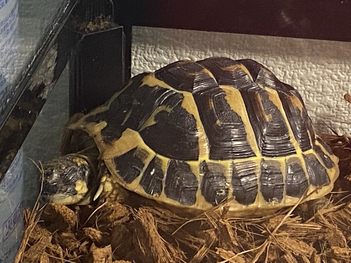 RCgVGTAjkRf6bQT's tweet image. らぐちゃん🐢の寝顔😴
めちゃくちゃ癒される♪

#ニシヘルマンリクガメ
#ファインレプタイルズ