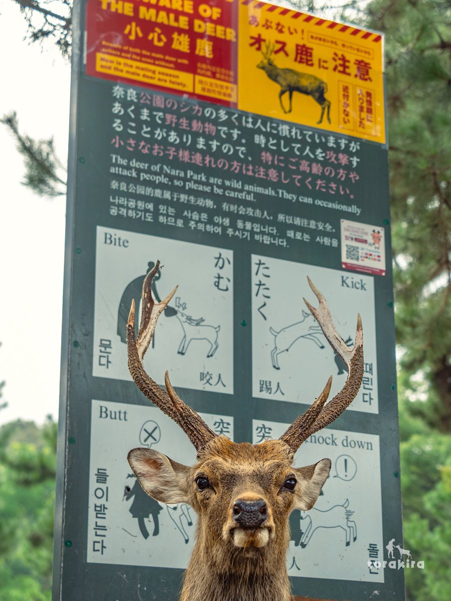 【Yayaya】鹿の角4本セット 【奈良県産】 〇Eb右1020 奈良名産 鹿角細工 鹿の置物 飾り 木箱 - メルカリ
