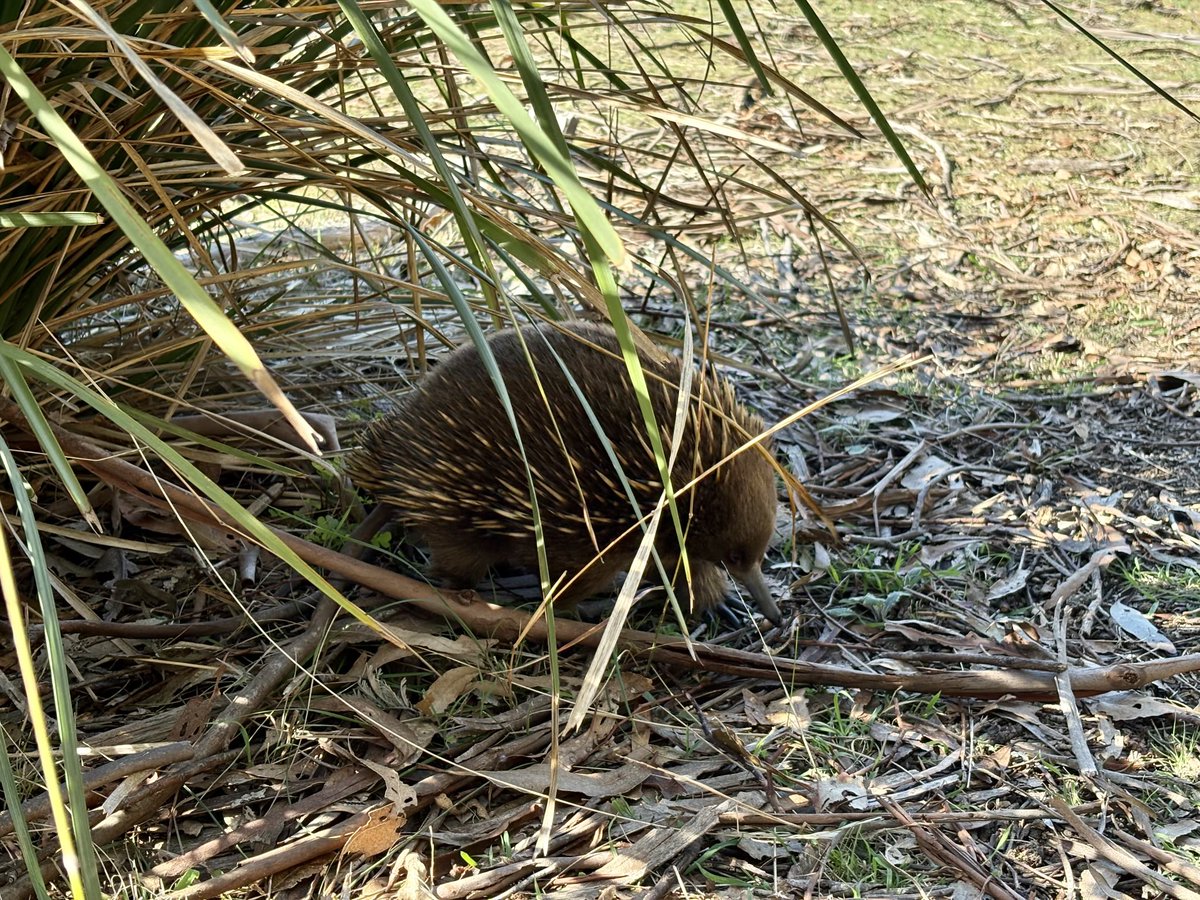 Echidna