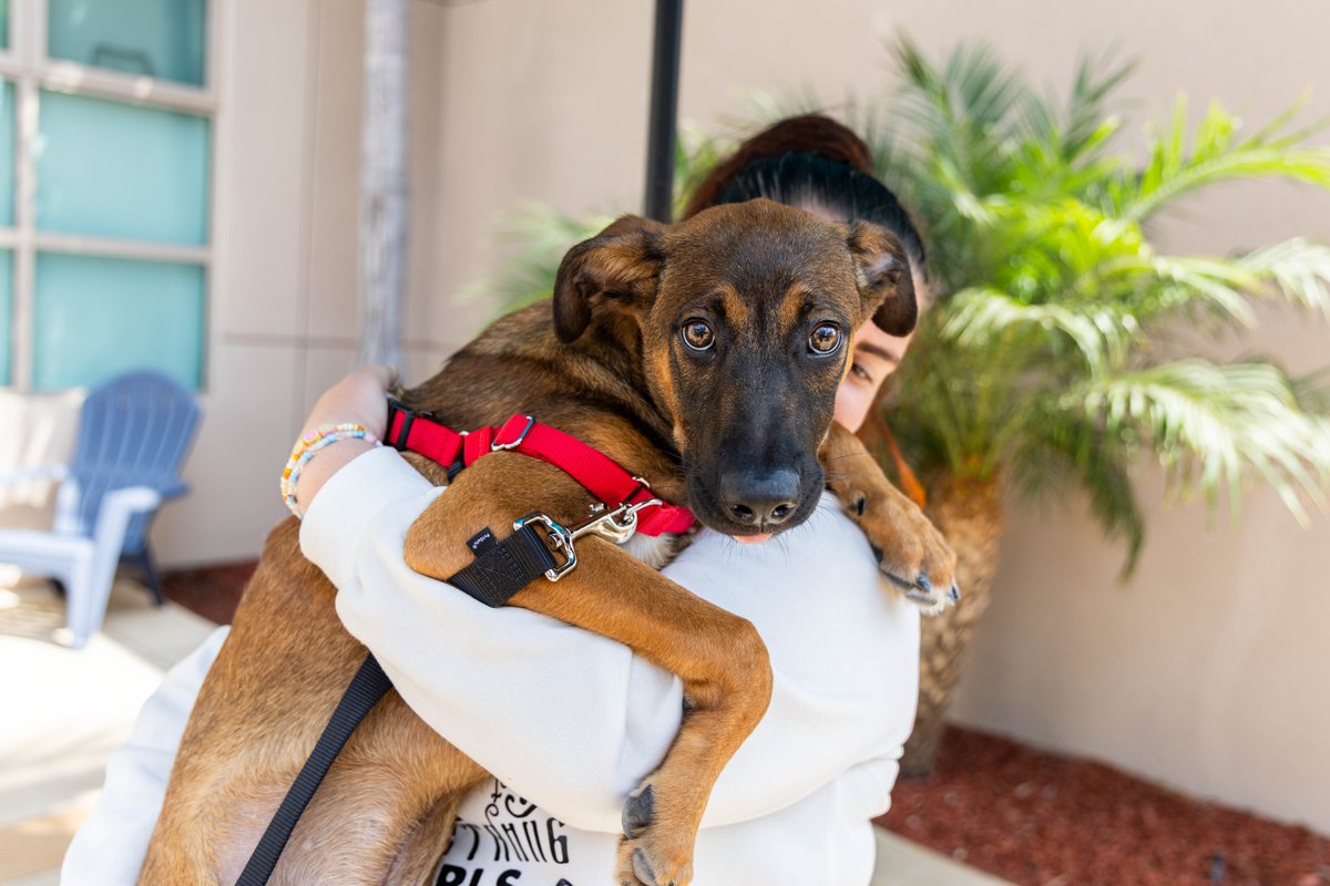 San Diego Humane Society (@sdhumane) on Twitter photo The final tally for #ClearTheShelters Day 2025: 
288 adoptions! Congratulations to all the people and pets beginning their new lives together. Every adoption changes an animal’s life and opens space in our shelters for other pets in need. Thank you to everyone who adopted! The final tally for #ClearTheShelters Day 2025: 
288 adoptions! Congratulations to all the people and pets beginning their new lives together. Every adoption changes an animal’s life and opens space in our shelters for other pets in need. Thank you to everyone who adopted!