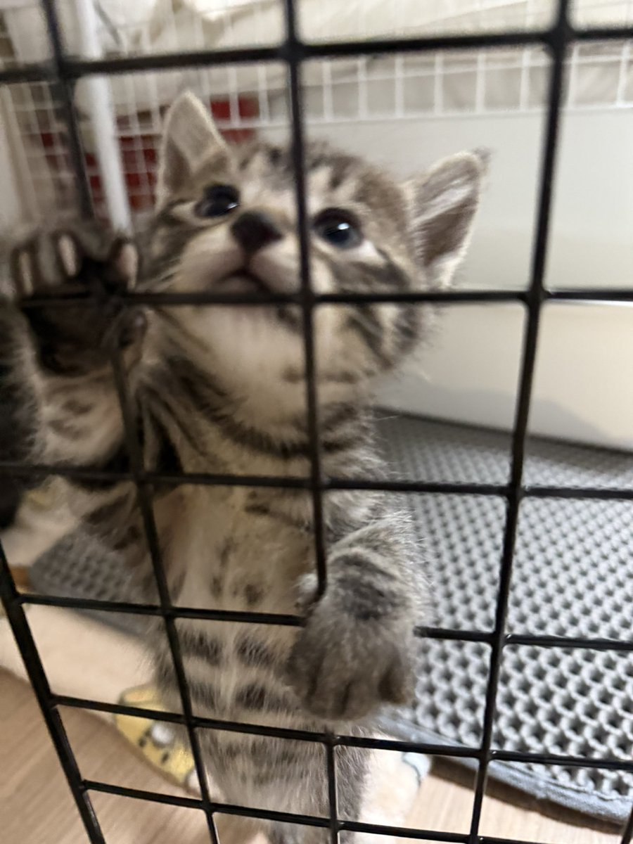 임보집따야 제발 내보내주데여….🍼
#입양문의는프로필링크참고❤️
#임보냥_상콤 #입양홍보