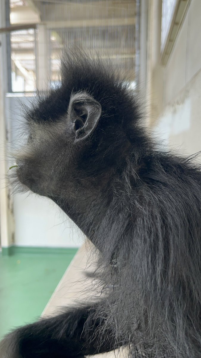 nishiyama_zoo's tweet image. ん？　呼んだ？

みたいな顔しているシモンくんです😊
#鯖江市西山動物園
#フランソワルトン
#シモン