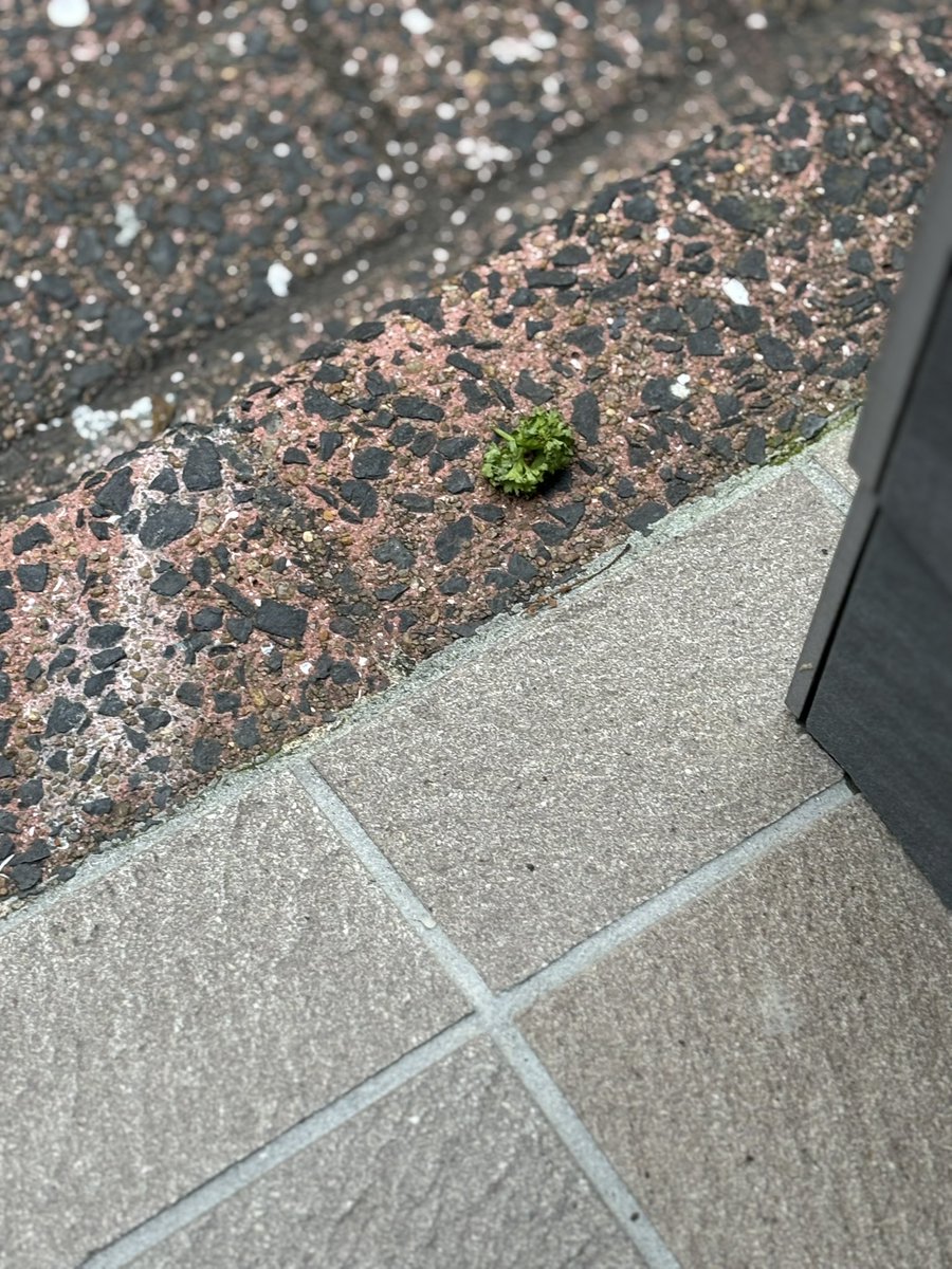 蒲田にパセリ落ちてる