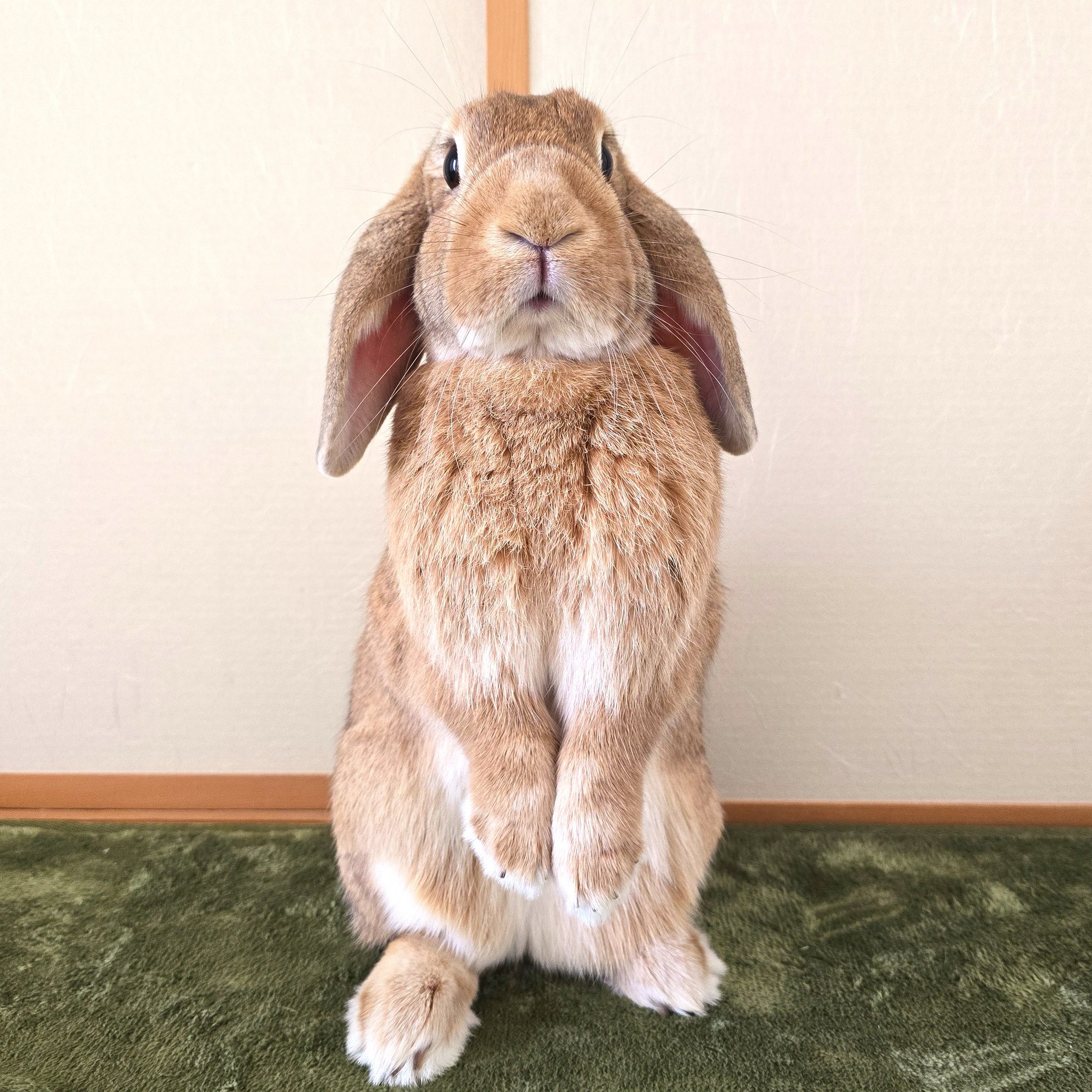 うたっち様　まんまるうさぎ×2 うさぎのはな on X: 