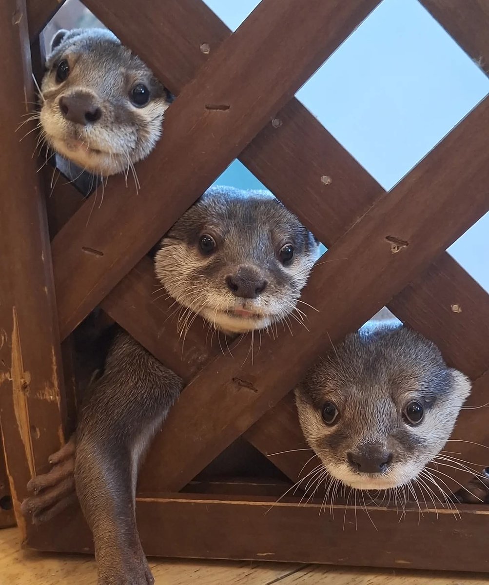 Three heads, zero plans, one mission: snacks😁🦦🦦🦦💕