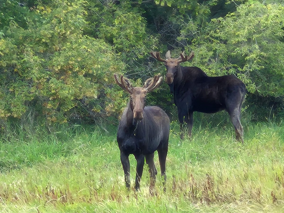 Moose