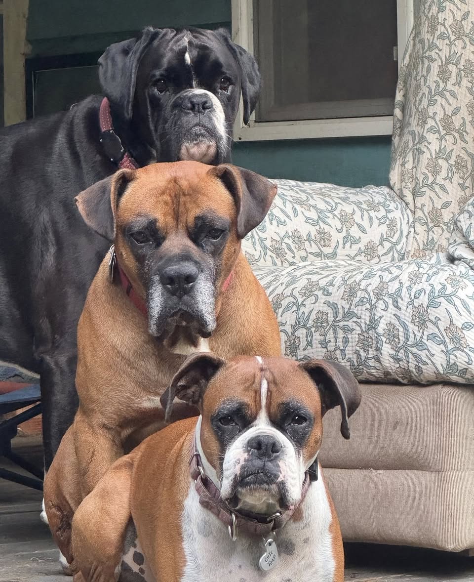 mustluvboxers's tweet image. Meet Kyle, an 8yr old sweet Boxer-mix who’s blossomed in foster care after a rough start. He loves people, gets along with other dogs &amp;amp; thrives in a steady routine. Kyle’s looking for a patient forever family who'll give him the love he deserves. 
Apply: mustluvboxersrescue.com/adopt