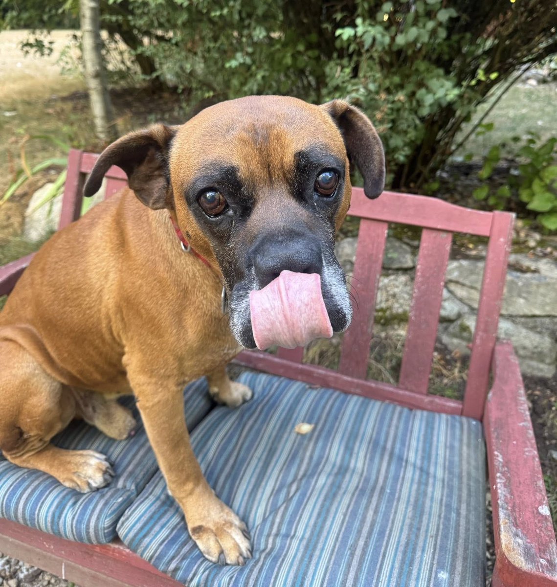 mustluvboxers's tweet image. Meet Kyle, an 8yr old sweet Boxer-mix who’s blossomed in foster care after a rough start. He loves people, gets along with other dogs &amp;amp; thrives in a steady routine. Kyle’s looking for a patient forever family who'll give him the love he deserves. 
Apply: mustluvboxersrescue.com/adopt