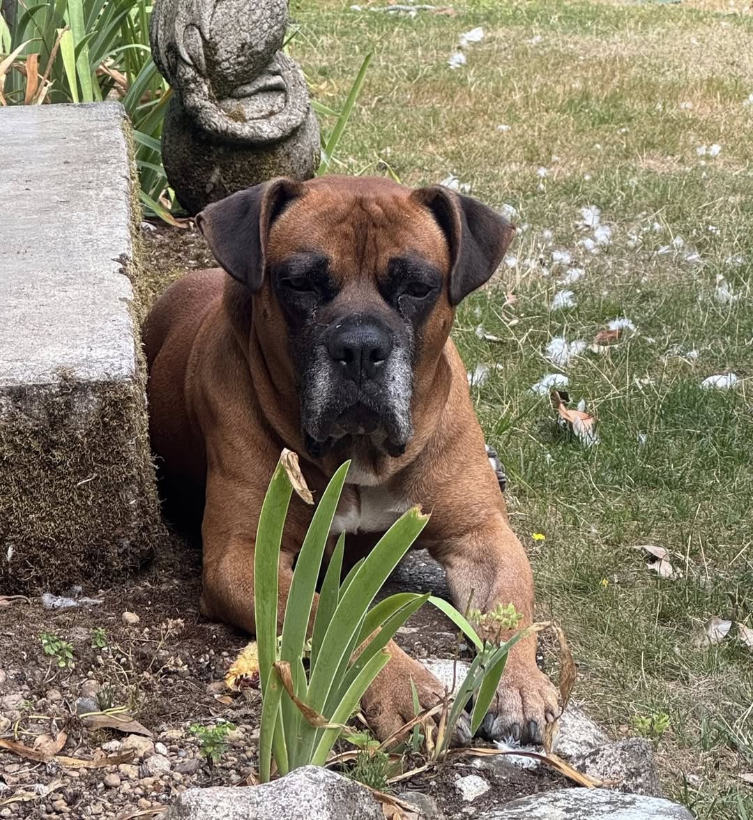 mustluvboxers's tweet image. Meet Kyle, an 8yr old sweet Boxer-mix who’s blossomed in foster care after a rough start. He loves people, gets along with other dogs &amp;amp; thrives in a steady routine. Kyle’s looking for a patient forever family who'll give him the love he deserves. 
Apply: mustluvboxersrescue.com/adopt