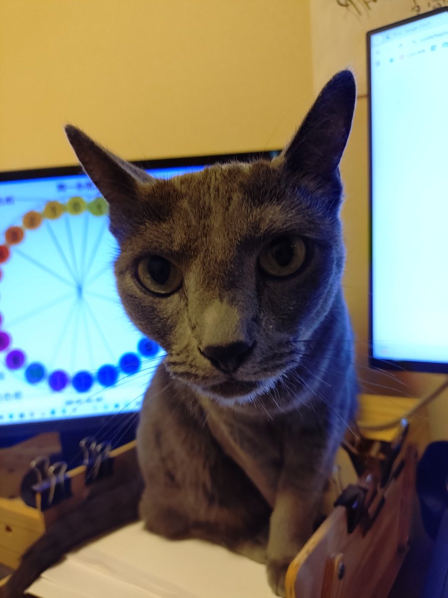猫も暑いのかなクーラーかけてるけど暗いとこばっかり行くんだよね