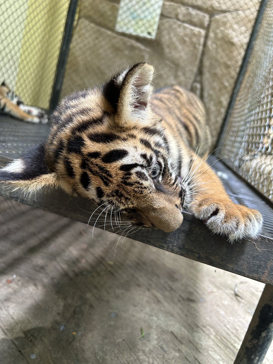 今日出勤するからｷﾃｷﾃฅ