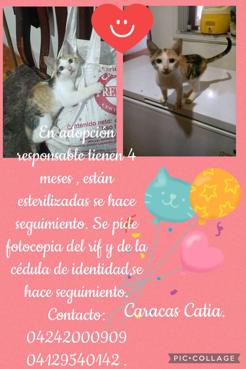 Buscando hogares responsables, Caracas