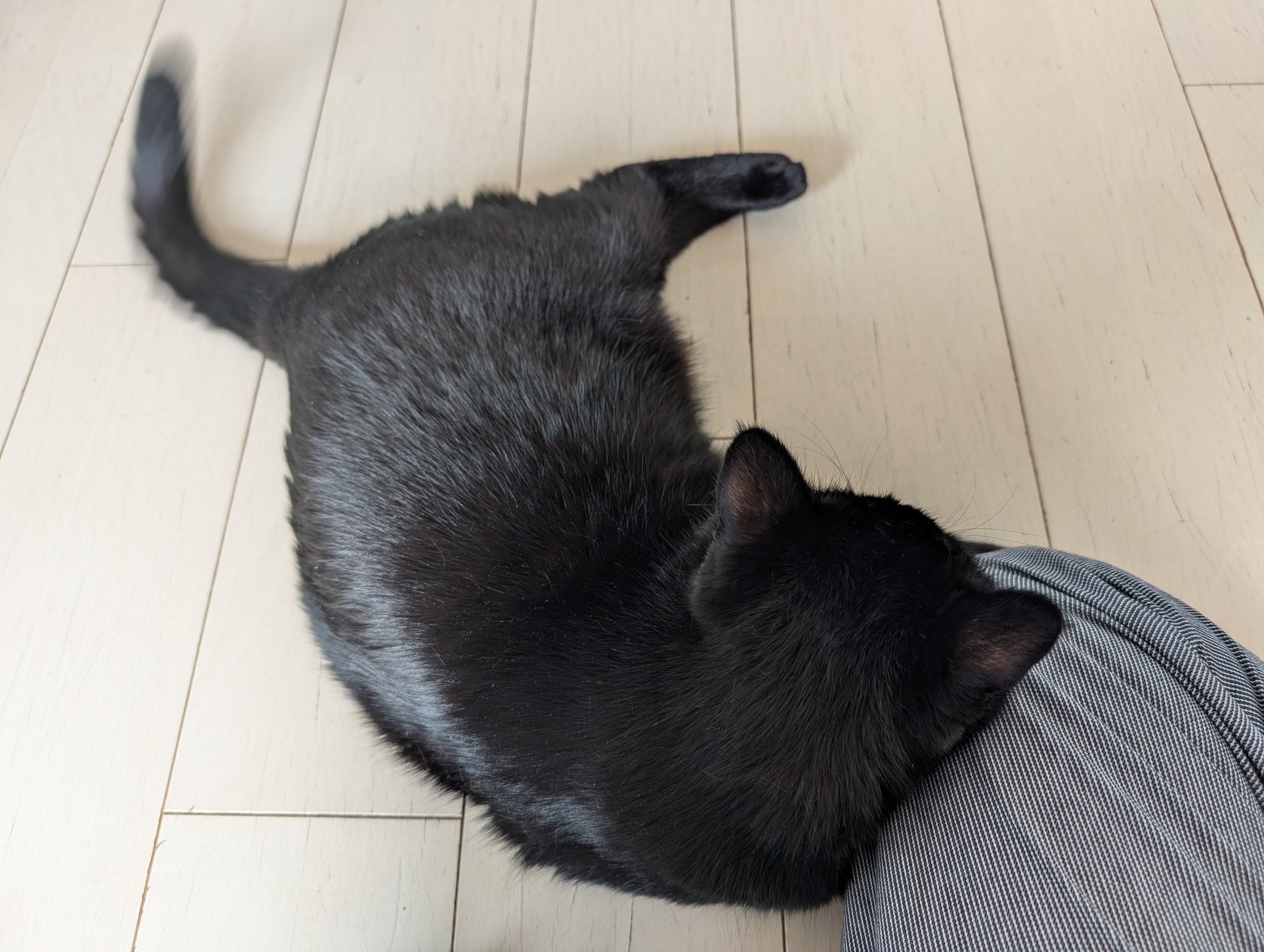 黒猫 黒猫つくねちゃん太しっぽ on X: 