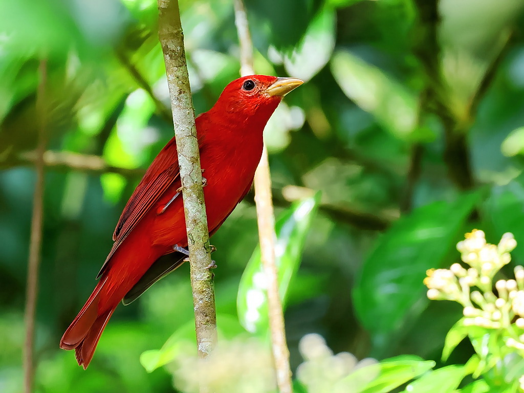 Summer Tanager（ナツフウキンチョウ） 「赤い鳥」という言葉は、この
